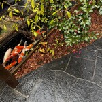 蕎麦処つゆ下梅の花 - 