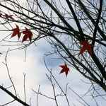 山水客 - 山水客