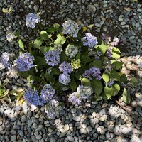 からすみ蕎麦 月と松 - 