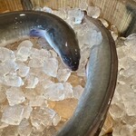 麟 - 今日は三河一色