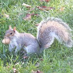 New York’s Best Halal Food - リスもランチタイムのようです。