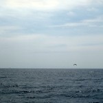 民宿 栄丸 - 海鳥の宝庫でした