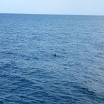 民宿 栄丸 - ウミウが！