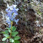 民宿 栄丸 - エゾサンゴサク