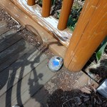 民宿 栄丸 - 翌朝は自転車で森を散策