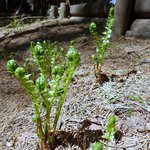 民宿 栄丸 - 新緑の季節でした