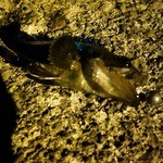 民宿 栄丸 - 小物が相手をしてくれました(笑)