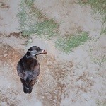 民宿 栄丸 - ウトウ