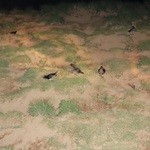 民宿 栄丸 - ウトウの帰巣は幻想的かつダイナミック