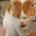 猫カフェ　ロンロン - 