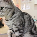 猫カフェ ロンロン Ronron 大街道 その他 食べログ 猫カフェ ロンロン Ronron 大街道 その他 食べログ