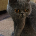 猫カフェ　ロンロン - 