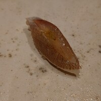 鮨 龍次郎 - 春子鯛