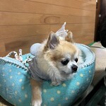 むめさん - ワンコも店内OK(個室)