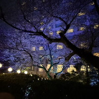 鉄板焼 桂 - 