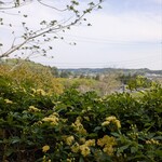 シェノワ - モッコウバラが咲いてました✾