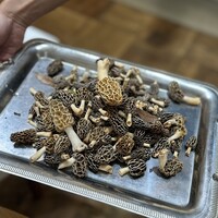 ウシマル - 千葉県産網笠茸