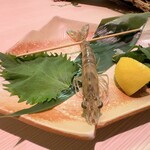 上物天然海鮮カツオ - 車海老の踊り