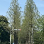 割烹 一の矢 - 一ノ矢宿舎周辺のあけぼの杉通り。冬に赤く枯れ果てて悲しげだったのがすっかり若々しく蘇った。生きた化石と言われるメタセコイアは落葉針葉樹。杉や松が枯れるのとは違うのだ。