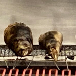 味ひろ - 京都塚原 焼き筍