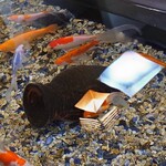 そば処 緑寿庵 - 