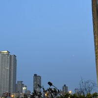 TOSA - 