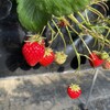 磯山観光いちご園