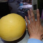 ほびーい喫茶店 - 大きな晩白柚