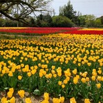 清水屋 - チューリップ＠和田公園