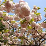 清水屋 - カンザン