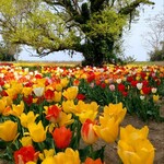 清水屋 - チューリップ＠和田公園