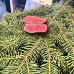 レストラン・モリエール - 