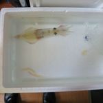 漁師居酒屋 楓 - イカの赤ちゃんが生まれました（笑）