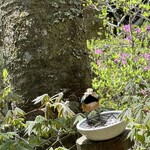 手打そば 時屋 - 