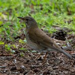 清水屋 - シロハラ