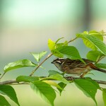 清水屋 - ホオジロ