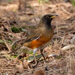 清水屋 - オオアカハラ1