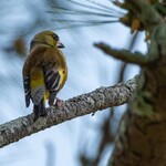 清水屋 - カワラヒワ