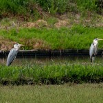 清水屋 - アオサギとダイサギ