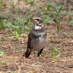 清水屋 - ツグミ