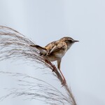 清水屋 - セッカ