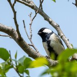 清水屋 - シジュウカラ