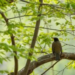 清水屋 - オオアカハラ２