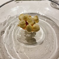 ル・ニコ・ア・オーミナミ - 