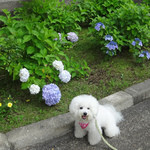 赤倉観光ホテル カフェテラス - テラス〜楽しかったわネ ♡