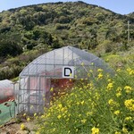 まるやま園 - 菜の花が綺麗