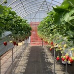 まるやま園 - 品種の違う苺が3列