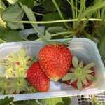 まるやま園 - 大きな苺がたくさん！