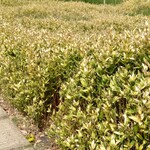 ラ コリーナ近江八幡 - 