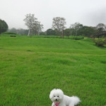 赤倉観光ホテル カフェテラス - 帰り道〜広過ぎてどうしよう・・・